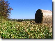 Strniště