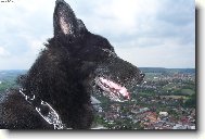 královna světa