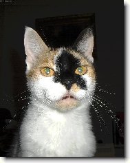 Míša