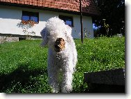 Barýsek na dovolené
