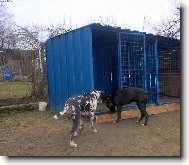 Vysmátý BANDOG
