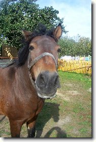 Dáša