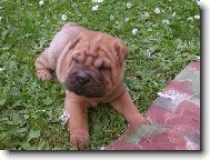 Shar pei Berry - 5 týdnů