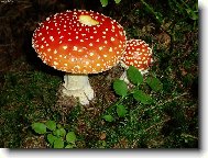 muchomůrky