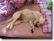 Odpolední siesta