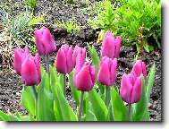 tulipány