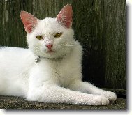 Slečna kočičí