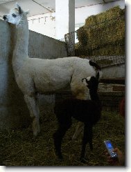 Lama Krotká