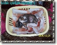 Ronny při spánku