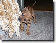 Rhodeský ridgeback