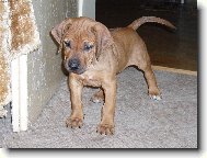 Rhodeský ridgeback