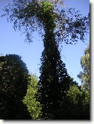 Velikán