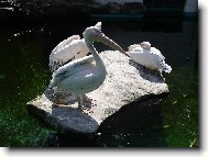 Pelikáni
