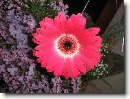 gerbera k narozeninám