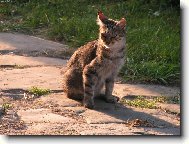 Kočka