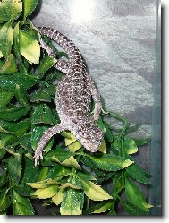 Leguán Leopardí
