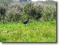 Slípka Takahe