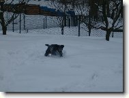 Argoš(Aron) ve sněhu