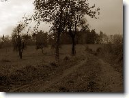 Cestička