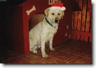 Náš pejsek Lucky jako Santa Claus