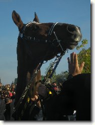 Velká Pardubická 06