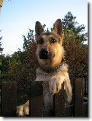 Rikošek