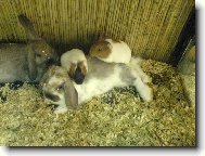 polední siesta