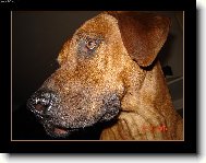 rhodeský ridgeback