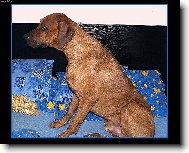 rhodeský ridgeback