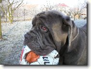 Cézar