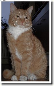 Náš model
