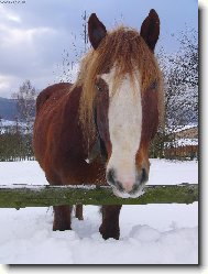 Jurášek