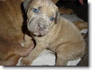 štěnátko cane corso