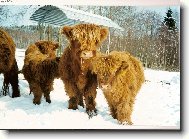 Highland, Skotský náhorní skot