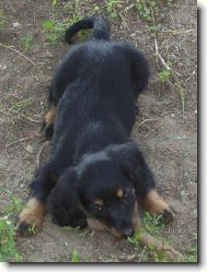 beruška
