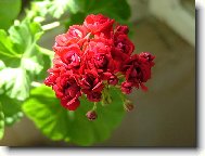 pelargonie růžičková