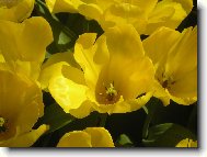 Žluté tulipány