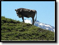 Kráva - pravá Milka