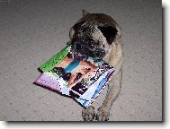 Mopsík