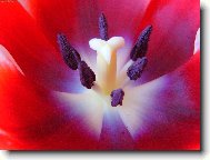 Pan Tulipán