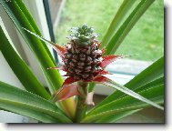 vypěstovali jsme si Ananas