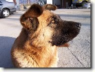 Dáma Betty