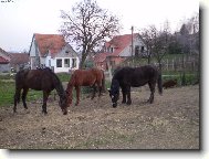 Barča,Panča a Nikita