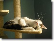 odpolední siesta