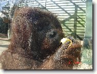 Orangutan ze zoo Ústí