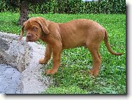 štěně Bordoxské Dogy:jmenem Arturs