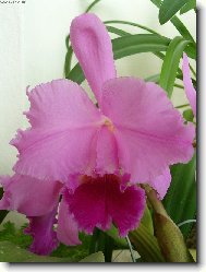 krása jménem Orchidej
