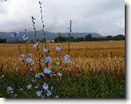 Čekanka
