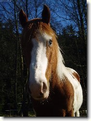 Pohled koně
