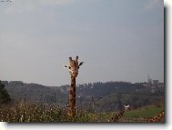 Návštěva ZOO